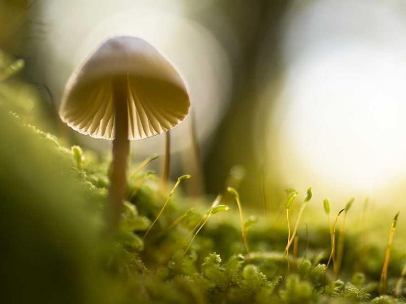 Deluxe Single - Triple