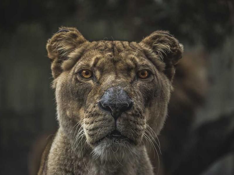 Economy Room - 1 BHK