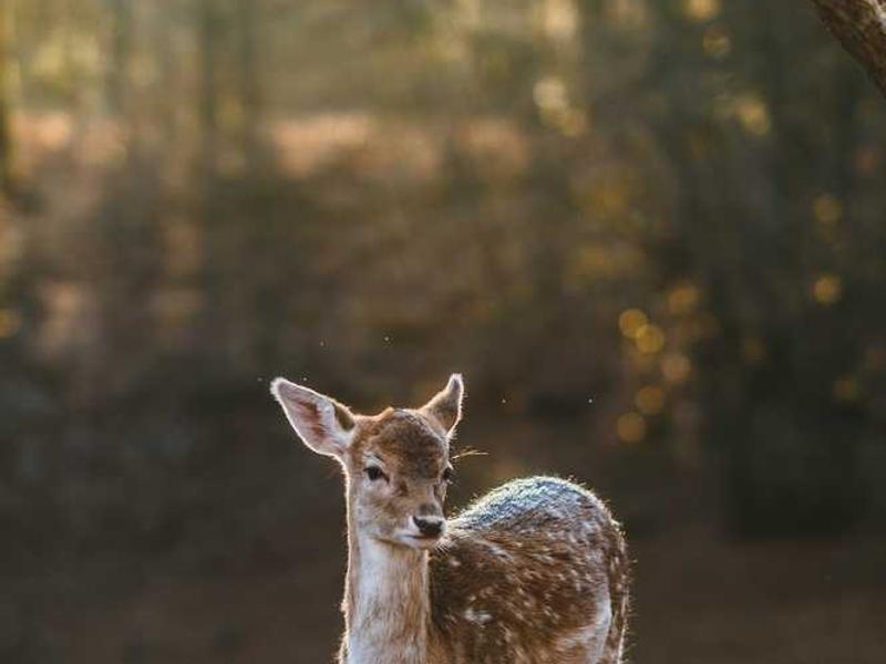 Executive Room - Quad