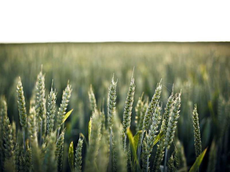 Family Room - Triple