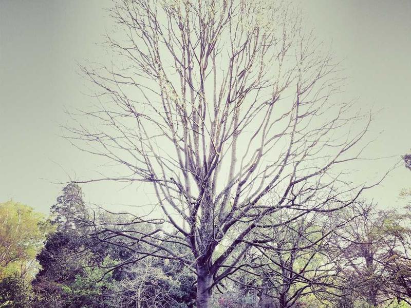 Standard Double - Double