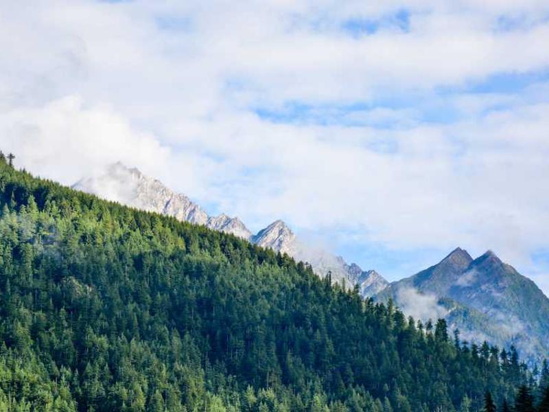 Standard Single - Triple