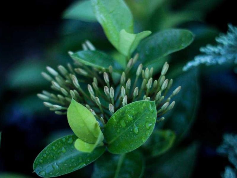 Triple Sharing - Triple